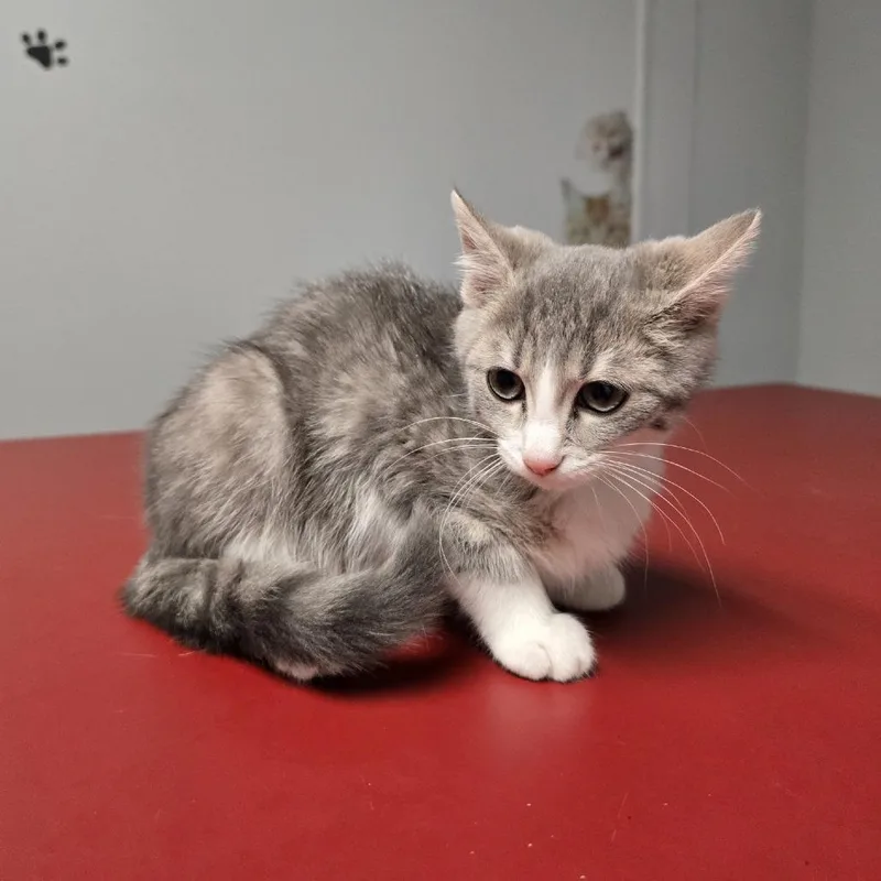 A young medium-sized female Tabby (Gray / Blue / Silver) Domestic Short Hair cat named Sweet Pea for adoption in Circleville, OH