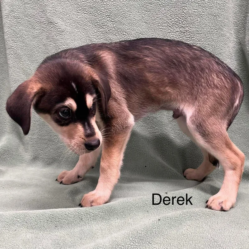 Derek