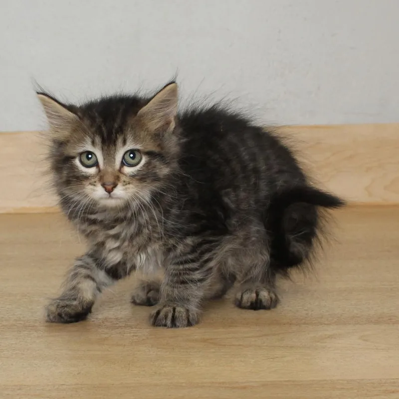 A baby small-sized male Brown / Chocolate Domestic Medium Hair cat named Crunchwrap Supreme C for adoption in Minnetonka, MN
