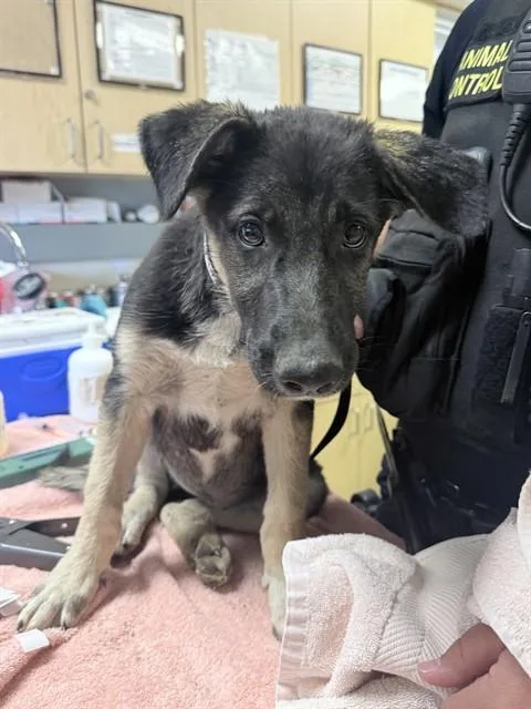 A young small-sized female Shepherd dog named Nora for adoption in Riverside, CA