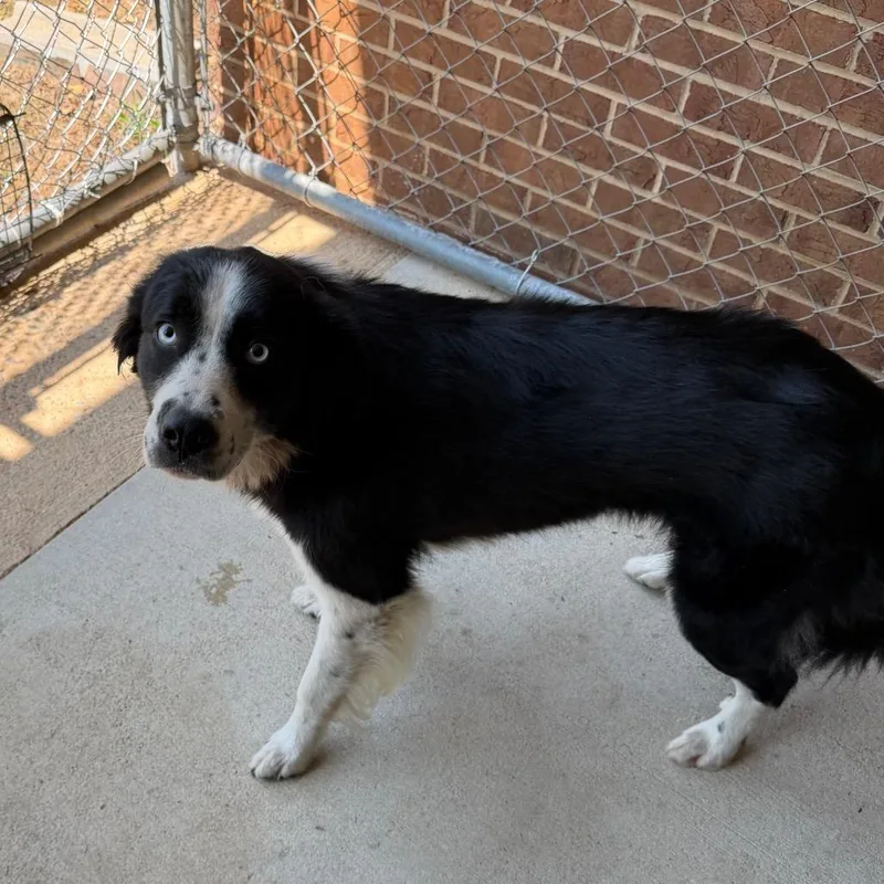 An adult medium-sized female Black Collie dog named Rose for adoption in Birmingham, AL