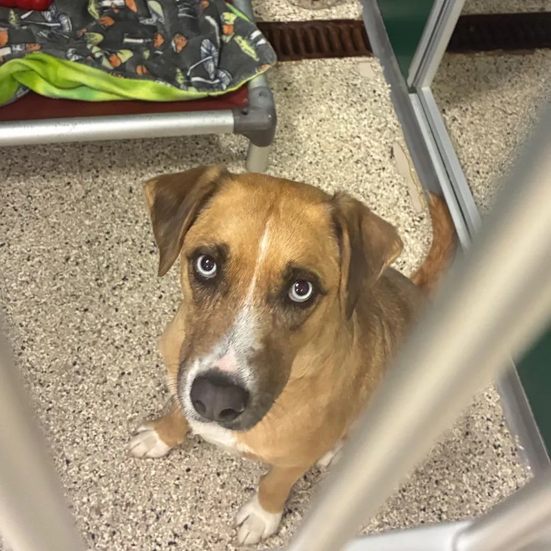 An adult medium-sized female Shepherd dog named Emma II for adoption in Milan, IL