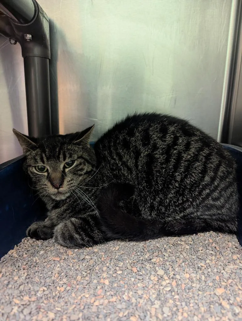 A young medium-sized male Domestic Short Hair cat named Furby for adoption in La Porte, IN