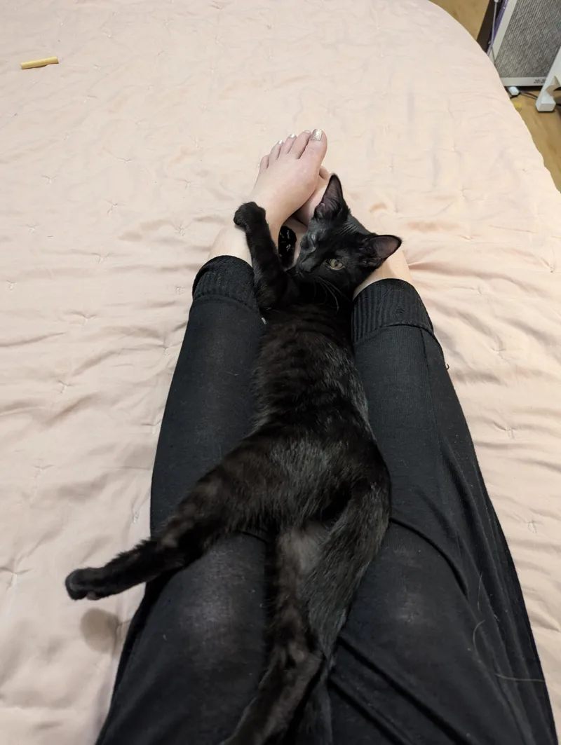 A baby medium-sized female Black Domestic Short Hair cat named Papaya for adoption in Columbus, OH