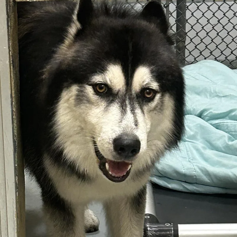 A young large-sized male Husky dog named Norel for adoption in Newark, NJ