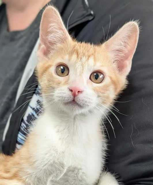 A baby small-sized male Domestic Short Hair cat named Fanta for adoption in Canfield, OH