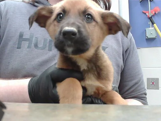 A baby small-sized female German Shepherd Dog dog named Latte for adoption in Omaha, NE