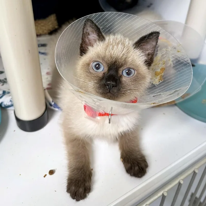 A baby small-sized male Lilac Point Domestic Medium Hair cat named Lodgepole Pine for adoption in Woodinville, WA