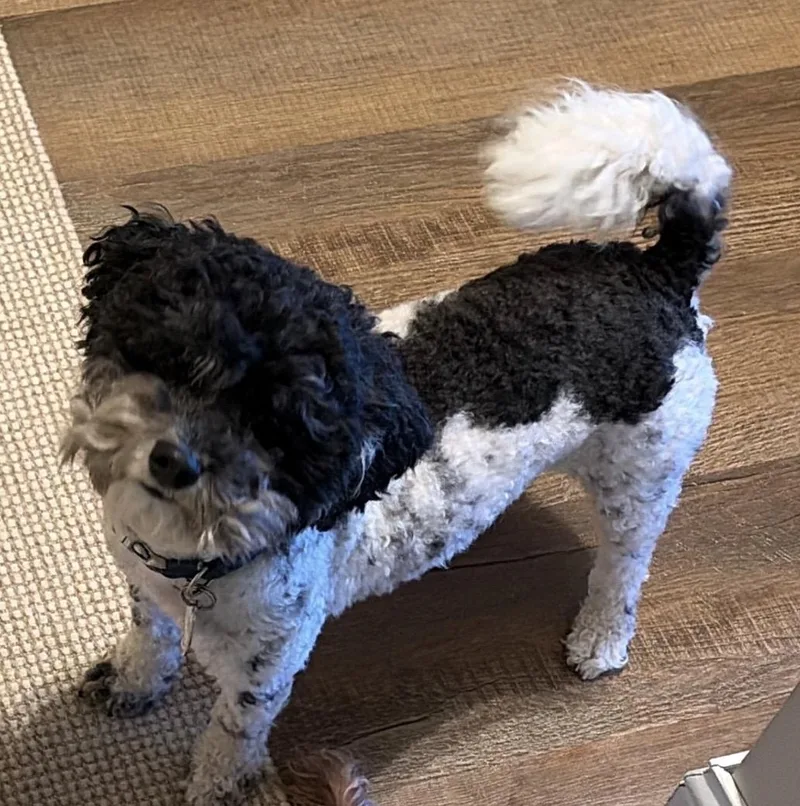A young small-sized male Black Mixed Breed dog named Oreo for adoption in Maineville, OH