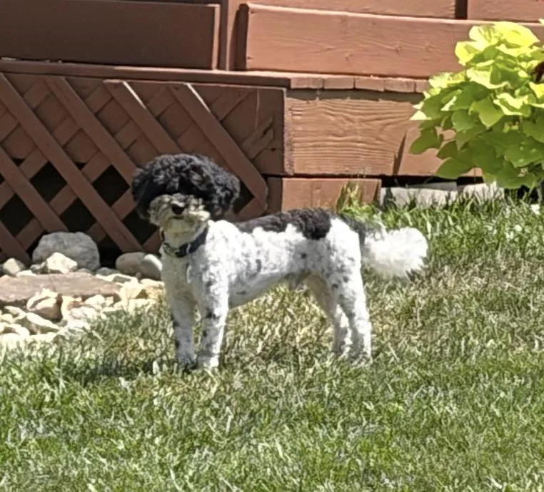 Oreo thumbnail 2