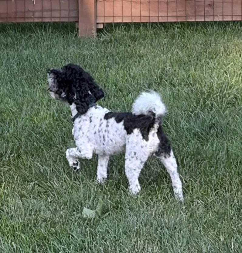 Oreo thumbnail 3
