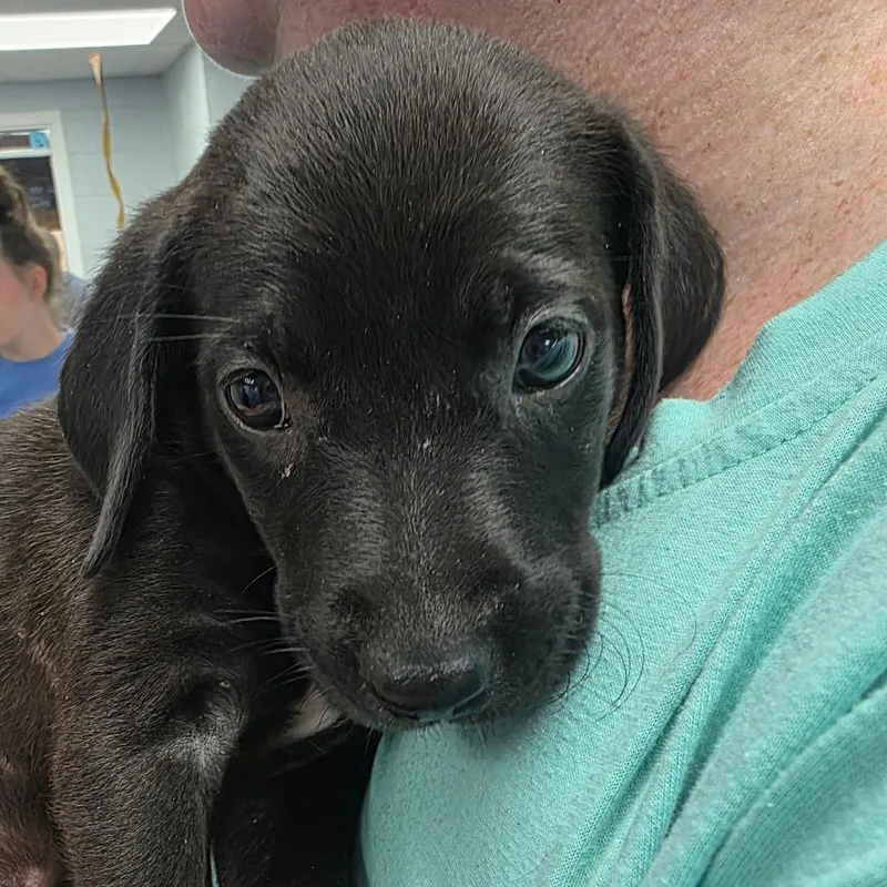 A baby small-sized female Black Mixed Breed dog named Novalee for adoption in Duncan, OK