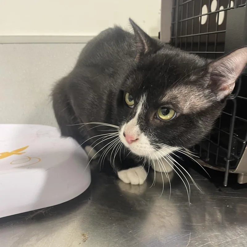A young large-sized male Black Domestic Short Hair cat named Moses for adoption in Tampa, FL