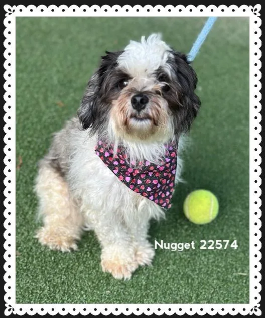 Nugget