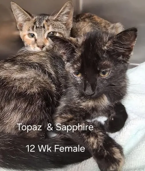 A baby medium-sized female Tabby (Gray / Blue / Silver) Domestic Short Hair cat named Topaz & Sapphire for adoption in Amherst, VA