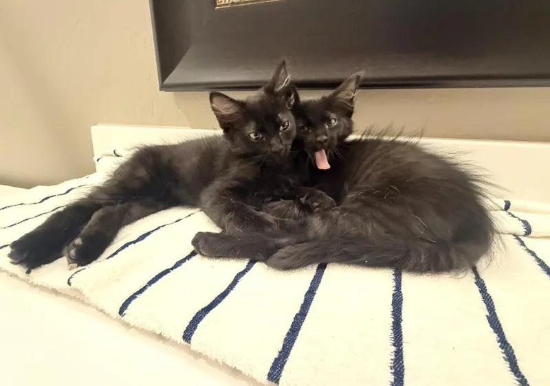 A baby small-sized male Black Domestic Medium Hair cat named Salem Lara for adoption in Chandler, AZ