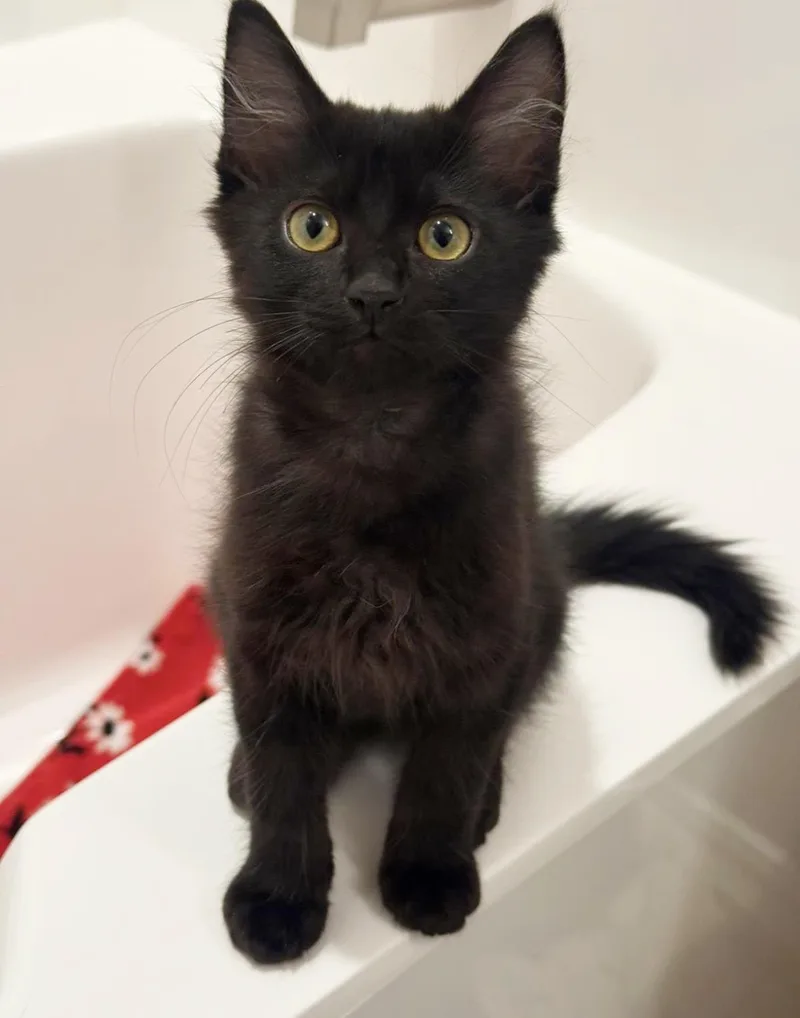 Salem Lara thumbnail 2