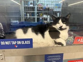 An adult medium-sized male Black & White / Tuxedo Domestic Short Hair cat named Barry for adoption in Worcester, MA
