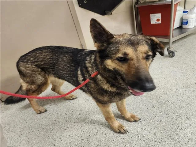 An adult large-sized female German Shepherd Dog dog named Tippy for adoption in Conroe, TX