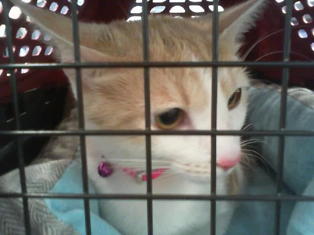 An adult medium-sized female Domestic Short Hair cat named Lily for adoption in Charlotte, NC