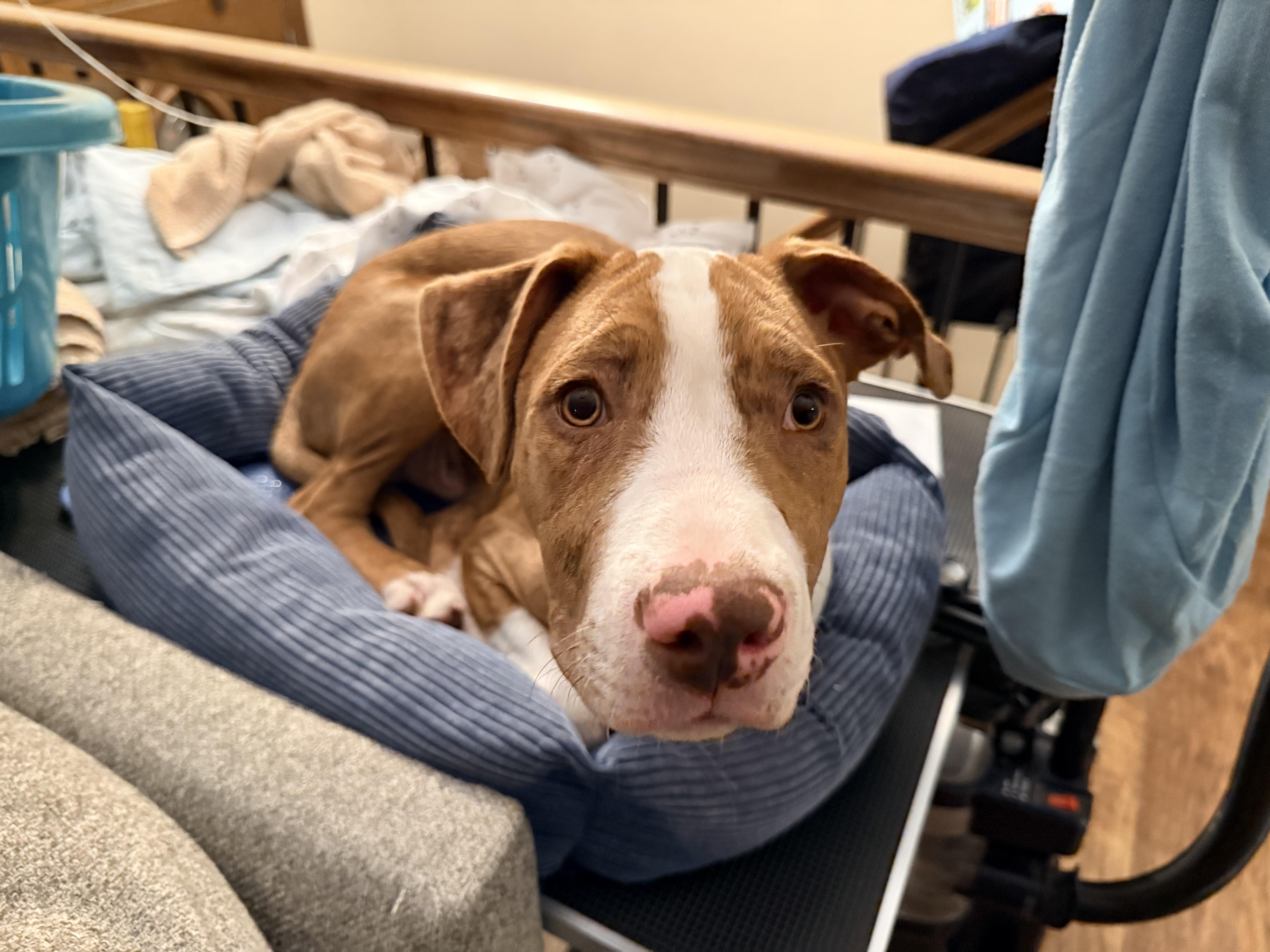 A baby medium-sized male Catahoula Leopard Dog dog named Gouda for adoption in Louisburg, KS