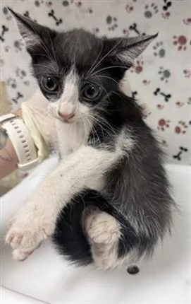A baby small-sized male Domestic Short Hair cat named Dean for adoption in Riverside, CA