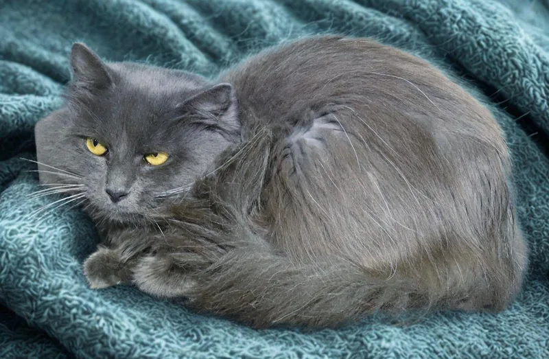 A young medium-sized male Gray / Blue / Silver Domestic Long Hair cat named Mochi for adoption in Euclid, OH
