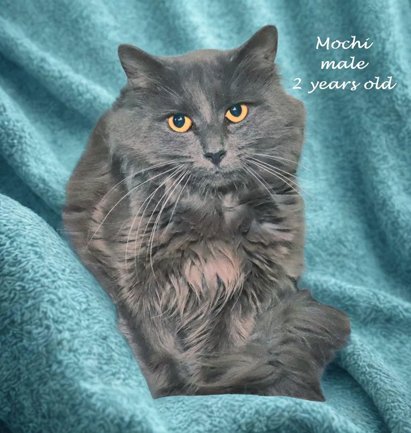 Mochi thumbnail 4