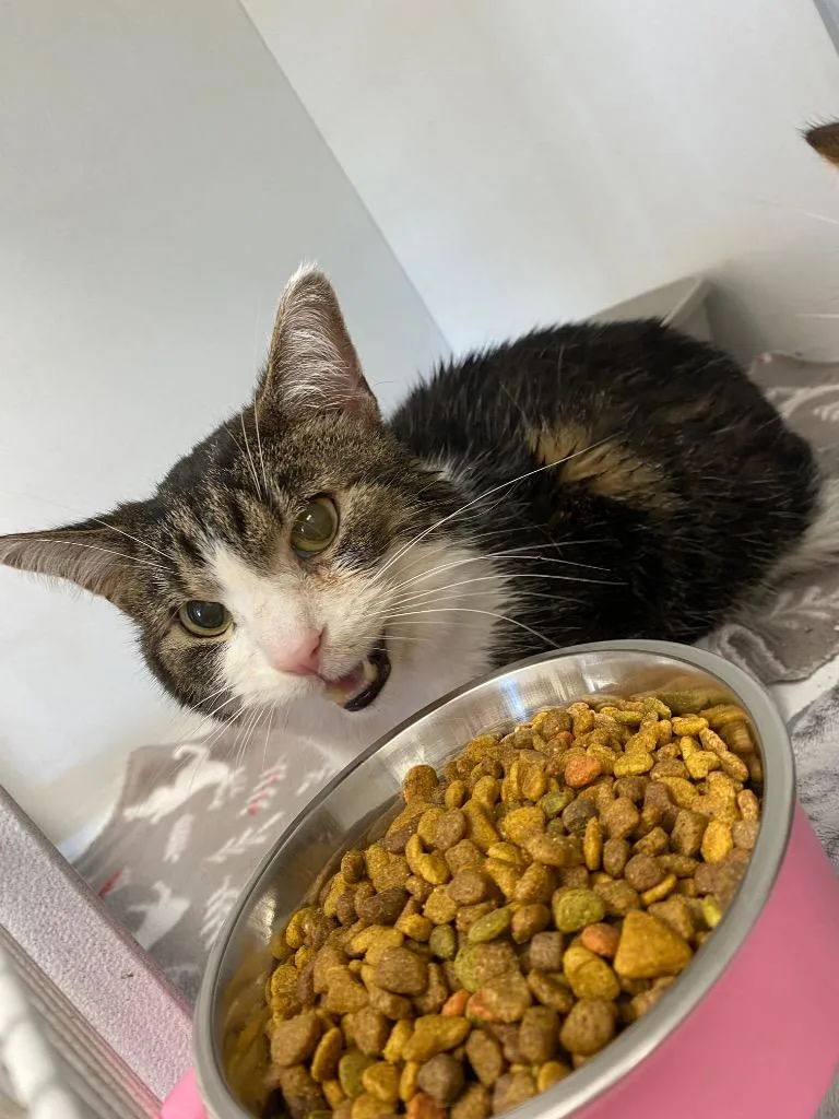A senior medium-sized male American Shorthair cat named Arden for adoption in Van Wert, OH