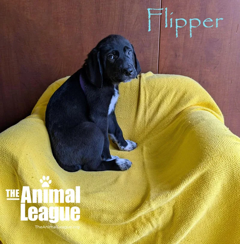 A baby medium-sized male Black Labrador Retriever dog named Flipper for adoption in Groveland, FL
