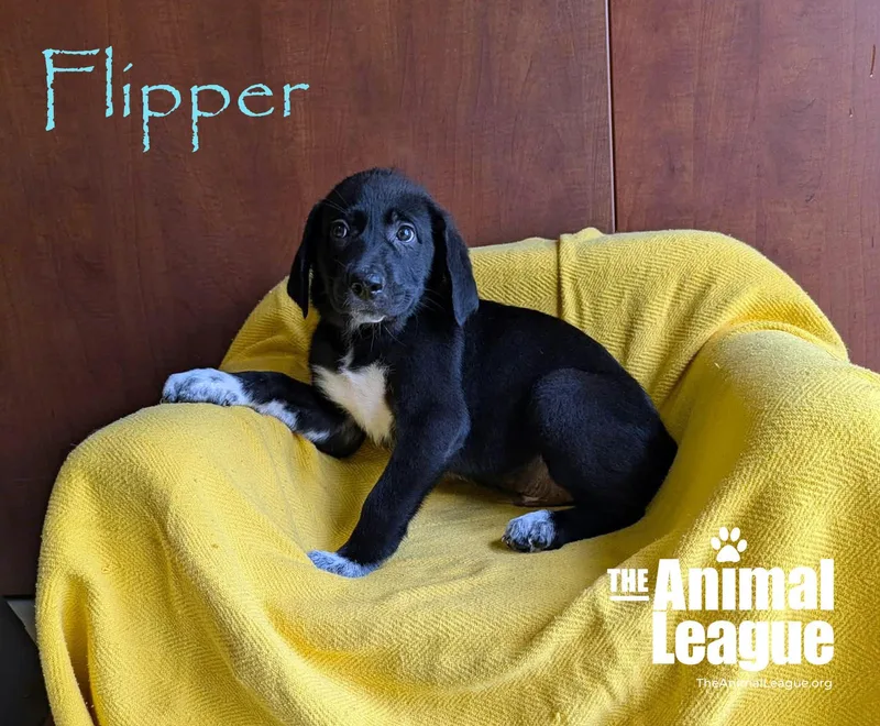 Flipper thumbnail 5