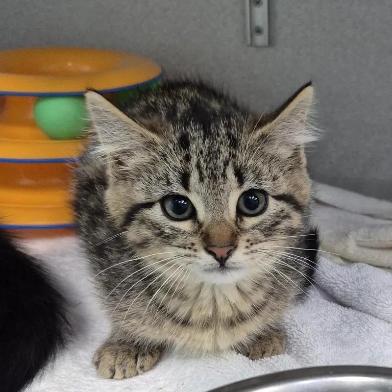 A baby small-sized female Brown / Chocolate Domestic Short Hair cat named Liter for adoption in Newark, NJ