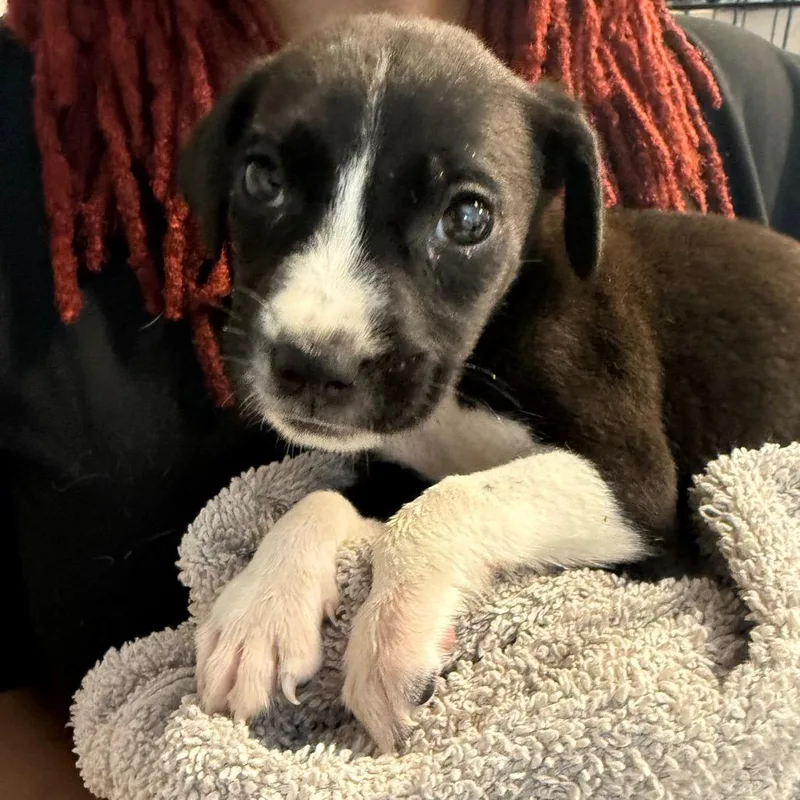 A baby small-sized male Black Pit Bull Terrier dog named Carl for adoption in Horn Lake, MS