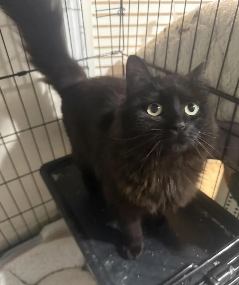 A young medium-sized female Black Domestic Medium Hair cat named Babka for adoption in New York, NY
