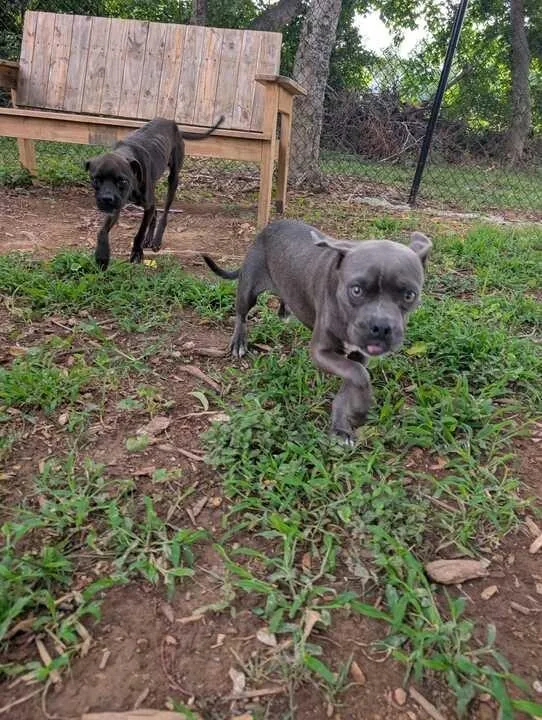 A young medium-sized male Pug dog named Htich for adoption in Athens, AL