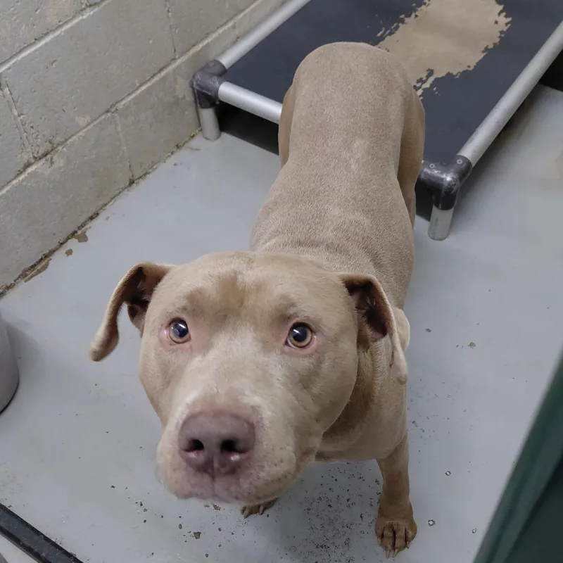 An adult medium-sized male Gray / Blue / Silver Mixed Breed dog named Jimbo for adoption in Henderson, KY