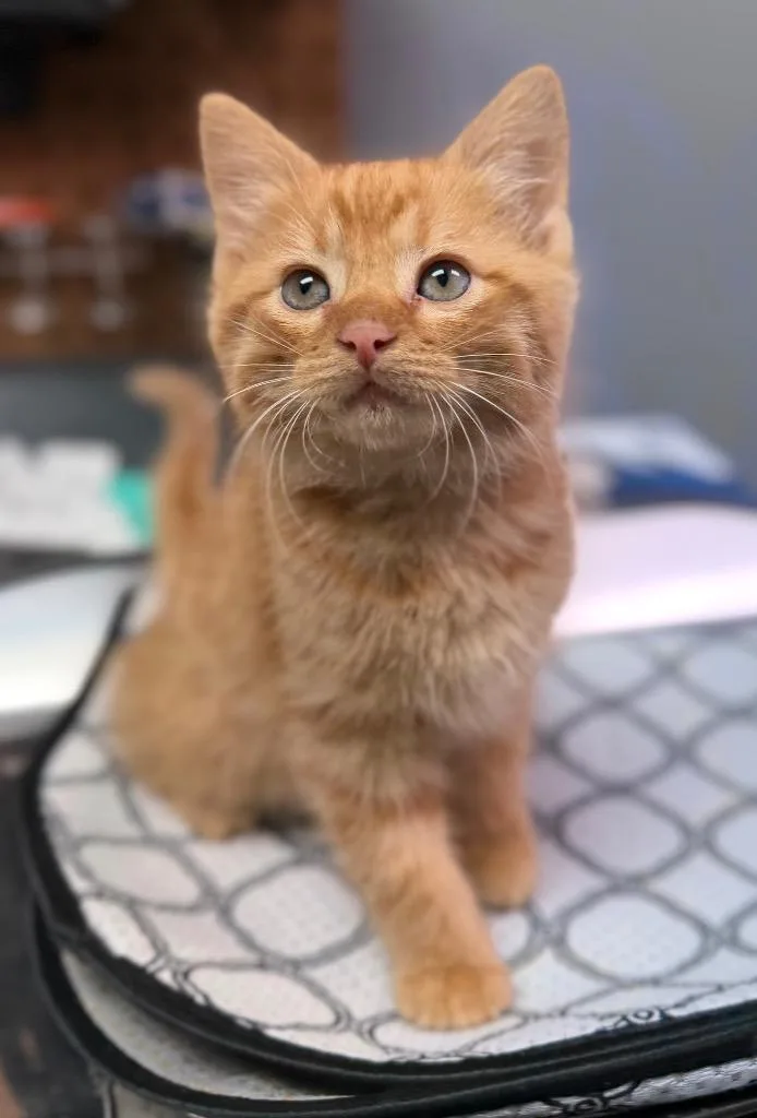 A baby small-sized male Domestic Medium Hair cat named Archie for adoption in Claremore, OK