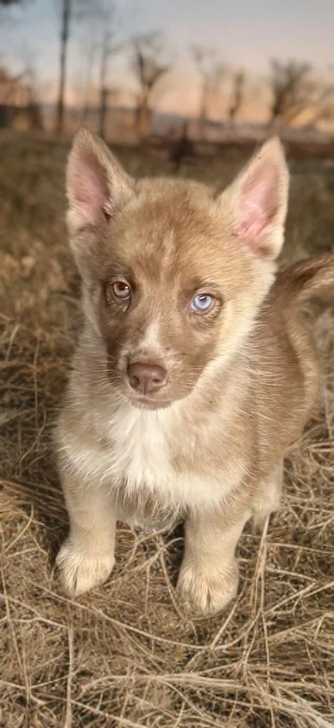 A baby medium-sized female Siberian Husky dog named Reagan for adoption in Sumter, SC