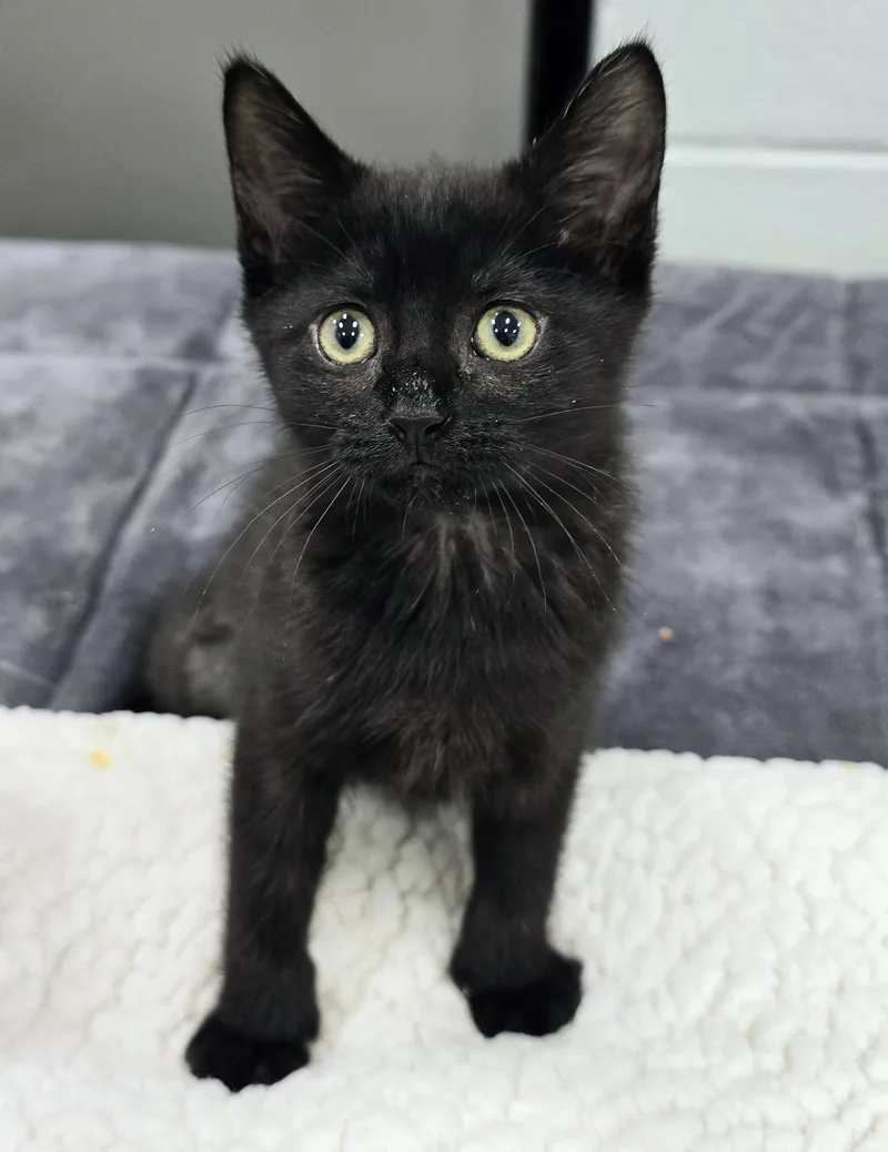A baby medium-sized female Black Domestic Short Hair cat named Gnocchi for adoption in Amityville, NY