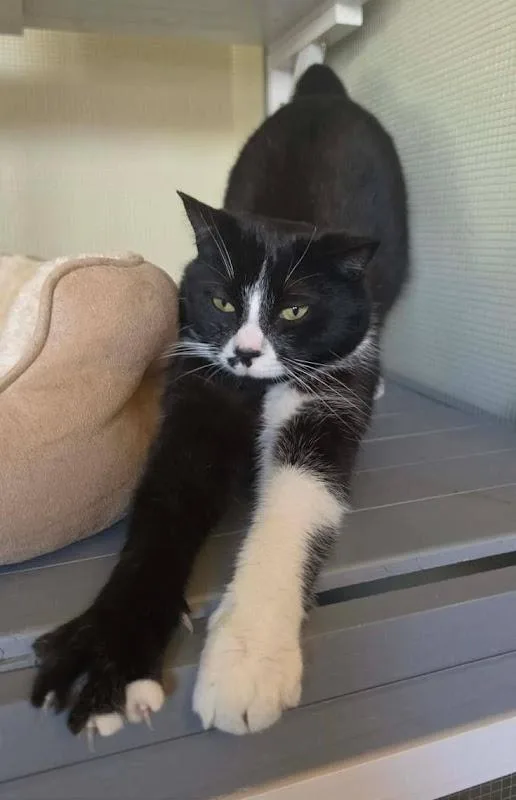 A young medium-sized male Black & White / Tuxedo Domestic Short Hair cat named Whitaker for adoption in Johnson City, TN