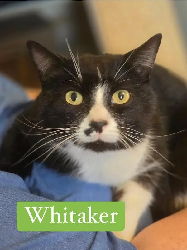Whitaker thumbnail 3
