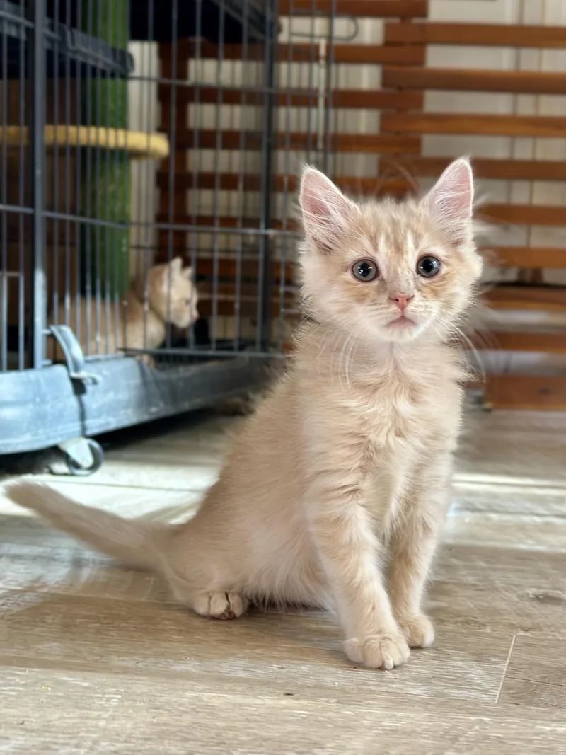 A baby medium-sized male Buff & White Domestic Medium Hair cat named Yodel for adoption in Suffolk, VA