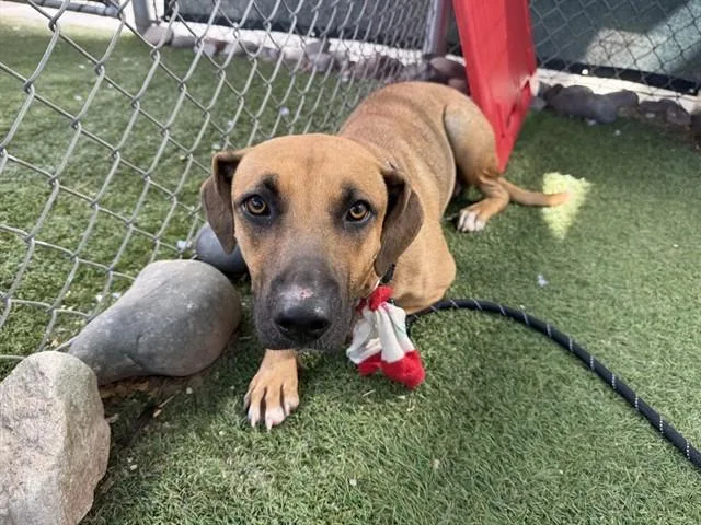 A young large-sized female Carolina Dog dog named Maelle for adoption in Phoenix, AZ