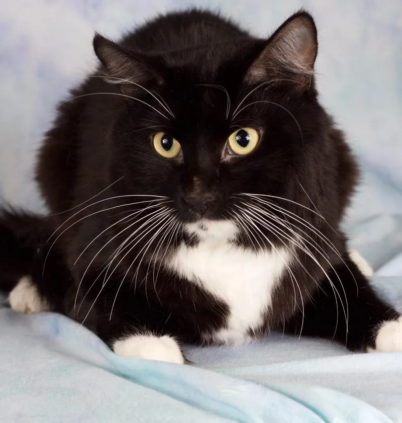 An adult large-sized male Domestic Short Hair cat named Chief Brody for adoption in Gilbert, AZ