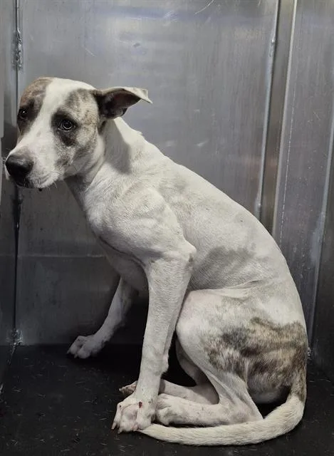 A young medium-sized male American Staffordshire Terrier dog named Skibi D. Lopez for adoption in San Antonio, TX