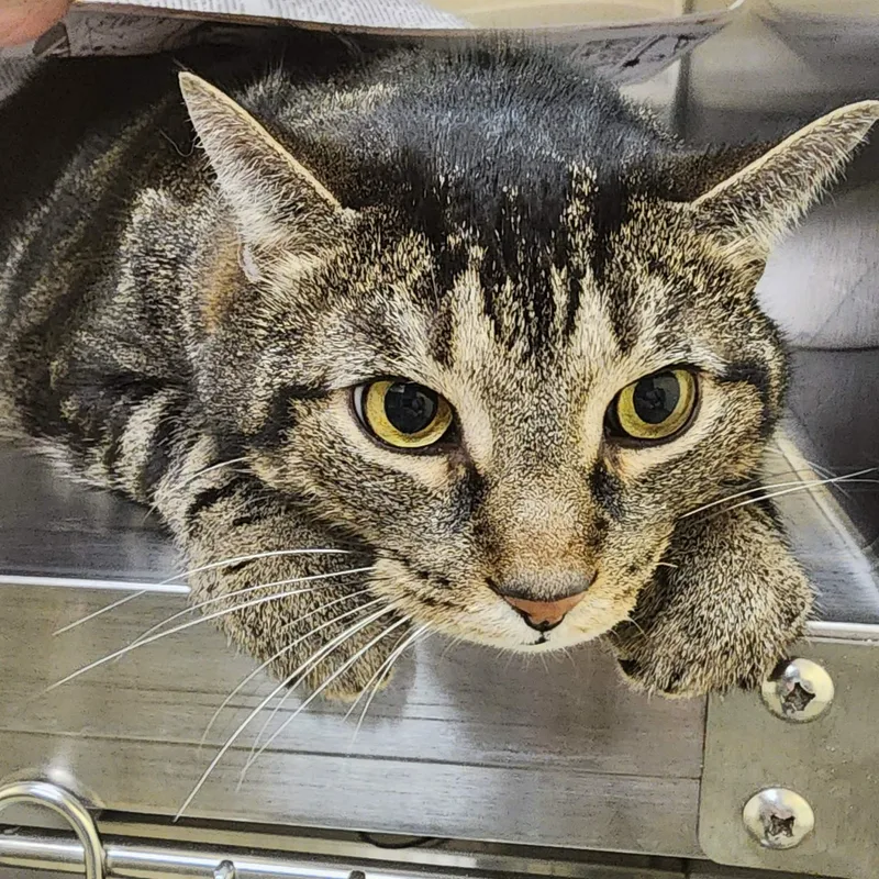 An adult large-sized male Tabby (Brown / Chocolate) Domestic Short Hair cat named Gyro for adoption in Manassas, VA