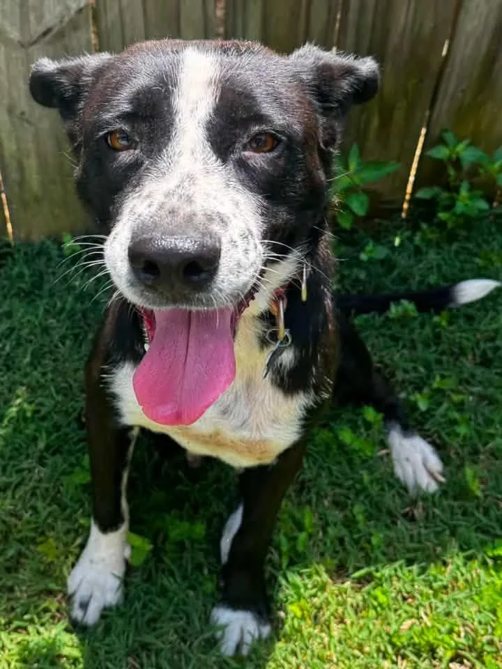 An adult medium-sized female Black Australian Cattle Dog / Blue Heeler dog named Gracie for adoption in Calera, AL