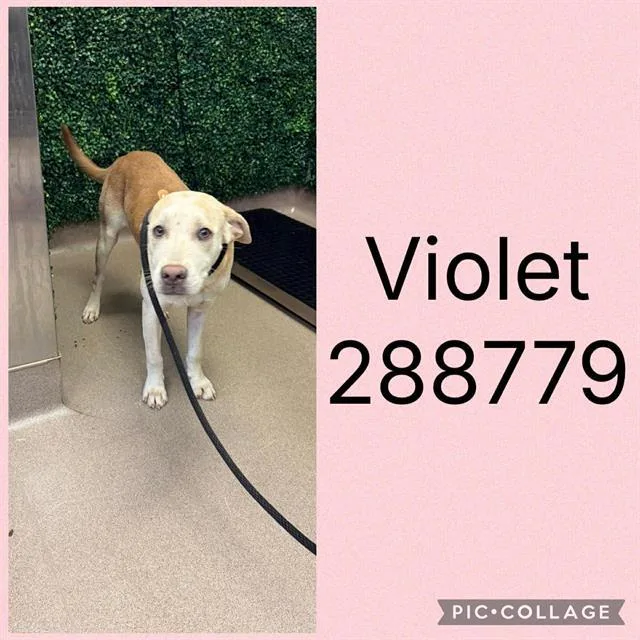 A young medium-sized female Mixed Breed dog named Violet for adoption in Macon, GA