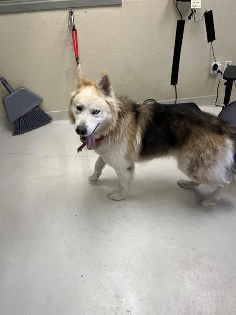 An adult large-sized male Siberian Husky dog named Dante for adoption in Santa Cruz, CA