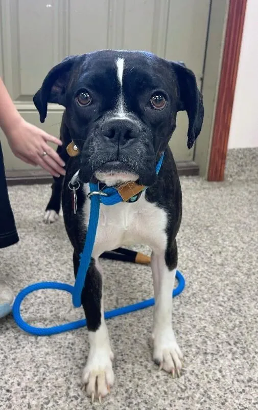 A young medium-sized female Brindle Boxer dog named Nala for adoption in Georgetown, OH